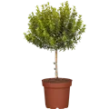 Myrtus communis 'Microphylla'
