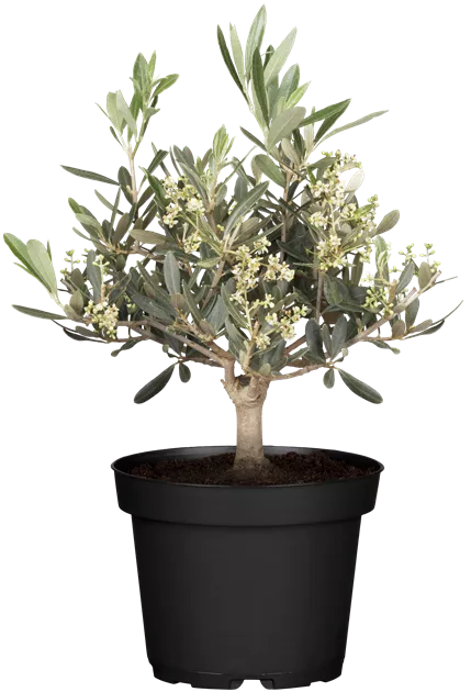Olea europaea Busch PT 14 (Olive), Olivenbaum, Oliven, Olive - Urgibl grn  erleben
