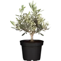 Olea europaea