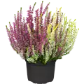 Calluna vulgaris Twingirls® 
