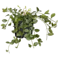 Vinca minor, weiß