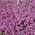 Thymus serpyllum 'Creeping Red'