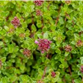 Thymus praecox 'Purple Beauty'