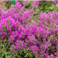 Thymus serpyllum 'Purple Beauty'