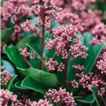 Skimmia japonica 'Rubella'