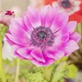 Anemone coronaria