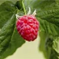 Rubus idaeus & Rubus fruticosus